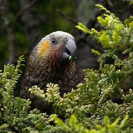 هاف مون باي Kaka Retreat Motel, Stewart Island المظهر الخارجي الصورة