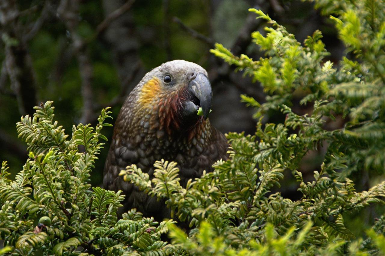 هاف مون باي Kaka Retreat Motel, Stewart Island المظهر الخارجي الصورة